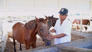 Góc nhìn trưa nay: Ngựa chiến Đức Hòa, hồi ức ‘một thời vang bóng’