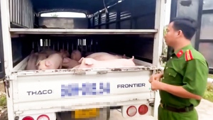 Triệt phá đường dây mua bán heo giống không rõ nguồn gốc trên mạng xã hội