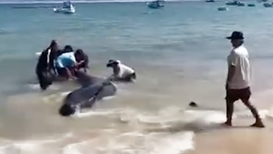 Cá voi hơn 2 tấn dạt vào bờ, người dân đẩy ra biển nhiều lần vẫn quay trở lại