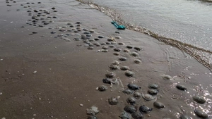 Sâu biển, sứa xuất hiện dày đặc ở Bãi Sau Vũng Tàu