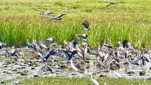 Ngắm đàn cò nhạn quý hiếm đậu kín ruộng hoang ở Tuy Hòa