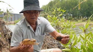 Hơn 1.300ha tôm, cua tại Cà Mau bị nắng nóng 'thiêu đốt', thiệt hại đến 70%