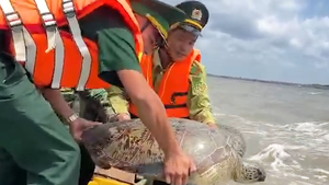 Video thả con vích hơn 60kg dính lưới ngư dân Cà Mau về lại biển