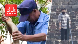 Bản tin 30s Nóng: Thả rắn 3m bắt tại bệnh viện về rừng; Xả súng ở kim tự tháp