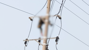 Một học sinh thiệt mạng, nghi bị điện giật khi trèo lên cột điện bắt ong