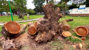 Đốn hạ cây me tây già cỗi ở Công viên Lê Văn Tám, TP.HCM để bảo đảm an toàn