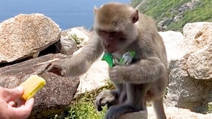 Cảnh báo tình trạng khỉ hoang cắn du khách gần danh thắng Mũi Điện