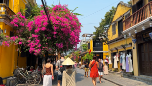 Hoa giấy phủ sắc rực rỡ khắp phố cổ Hội An
