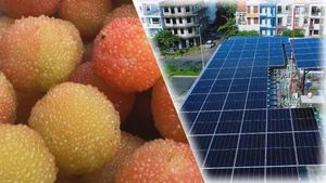 Góc nhìn trưa nay: Mùa thanh mai chín rộ ở núi Ngọc Linh; Gỡ vướng để điện mặt trời phát triển