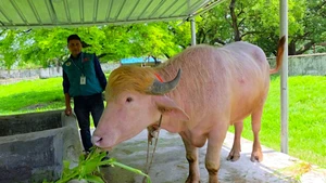 Con trâu bạch tạng nổi tiếng trên mạng được chính phủ Bangladesh cứu khỏi hiến tế