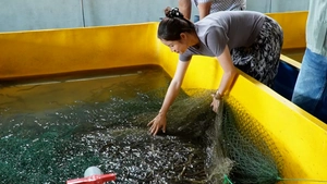Cà Mau còn hơn 1.000 tấn lươn thương phẩm, giá giảm sâu vẫn khó bán