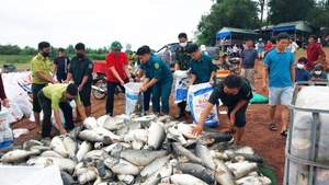 Cá nuôi lồng bè ở hồ Trị An nổi đầu, ngửa bụng, bước đầu thiệt hại hơn 150 tấn