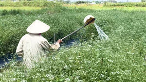 Đồng lá mùng Năm vào vụ thu hoạch, cả làng thơm ngát trước Tết Đoan Ngọ