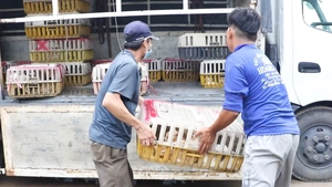 Công an TP.HCM triệt xóa băng nhóm bẫy bắt mèo, giải cứu 400 con mèo còn sống