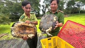 Thả mèo cá, càng đước, trăn và nhiều chim cu đất về Vườn quốc gia U Minh Thượng