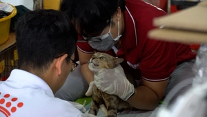 TP.HCM ứng dụng AI hỗ trợ trao trả mèo được công an giải cứu cho chủ nuôi