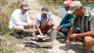 Cà Mau sẽ làm 3 trạm bơm 2,9 tỉ đồng rửa mặn sau vụ cá chết liên quan dự án sân bay