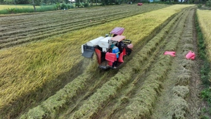 Miền Tây có loại gạo giá lên tới 112.000 đồng/kg