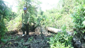 Nguyên nhân khiến hàng trăm héc ta rừng Vườn quốc gia U Minh Hạ bị suy kiệt, ngã đổ