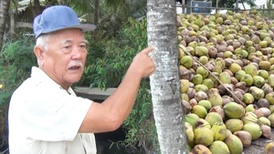 Vì sao giá dừa khô ở miền Tây giảm mạnh, bán một trái chưa đủ mua ly trà đá?