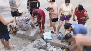 Góc nhìn trưa nay: Hai du khách bẻ hơn 10kg san hô ở biển Hòn Chồng bị phạt 50 triệu đồng