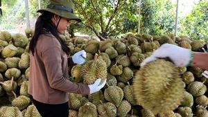 Sầu riêng Ri6 bán xô 25.000 - 30.000 đồng/kg, nhà vườn Lâm Đồng lo mất lãi