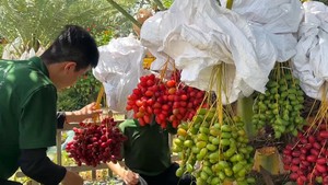 Vườn chà là trĩu quả hút khách ở Đồng Tháp