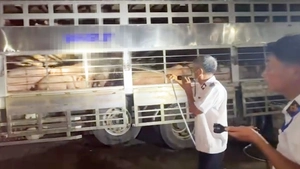 Ngăn chặn hơn 200 con heo dương tính chất cấm đang được đưa vào TP.HCM giết mổ