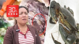 Bản tin 30s Nóng: Thực hư thức ăn có dòi ở bữa tiệc tân gia; Cua Cà Mau đã bớt ‘khổ sai’