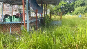 Khu văn hóa Hồ Nước Ngọt xuống cấp, cỏ dại um tùm: Cần Thơ kêu gọi đầu tư, đấu giá quyền khai thác