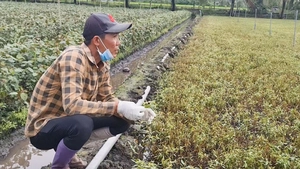 Rau màu của người dân chết bất thường ở Đồng Tháp, chính quyền xã nói gì?