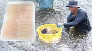 Từ ao nuôi miền Tây, doanh nghiệp Cần Thơ đưa cá rô phi lên bàn sashimi Nhật