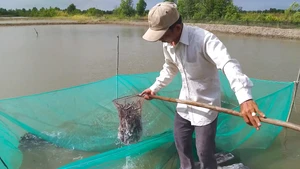 Cá kèo Cà Mau tăng giá mạnh, người nuôi trái vụ lãi đậm