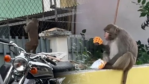 Khỉ hoang liên tục vào khu dân cư ở Đà Nẵng, người dân lo bị tấn công