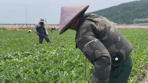 Áo chống nắng có quạt giúp người lao động bám đồng giữa trời nắng nóng 
