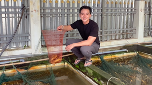 Giá lươn lao dốc, chàng trai Cần Thơ chế biến khô, chà bông bán gần 1 triệu đồng/kg