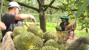 Cận cảnh những vườn sầu riêng trĩu quả, sẵn sàng đón khách mùa lễ hội ở Đắk Lắk