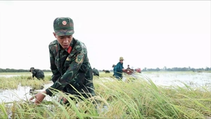Nước nổi tràn vào ruộng lúa ở Tây Ninh, gần 100 chiến sĩ giúp dân thu hoạch