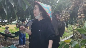 Khi nông nghiệp bắt nhịp du lịch sinh thái miệt vườn