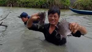 Về Cà Mau coi ném bùn, khuấy đục nước bắt đặc sản cá nâu