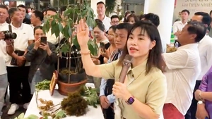 Cận cảnh cây sâm Ngọc Linh 35 năm tuổi, người trúng đấu giá tặng lại để giữ nguồn gene quý