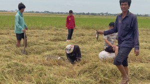 Góc nhìn trưa nay: Về Đồng Tháp xem bắt chuột đồng đầu mùa nước nổi