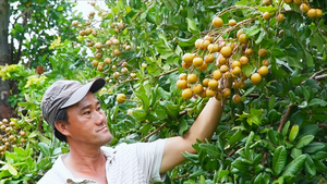 Thanh nhãn có từ khi nào, vì sao giá cao gấp 2-3 lần nhãn thường vẫn 'cháy hàng'  