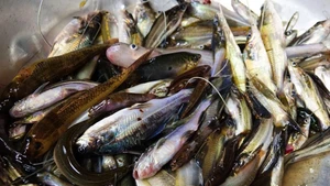 Xuất hiện nhiều mặt cá mới mùa nước nổi, dân đầu nguồn An Giang hào hứng ‘săn’ sản vật 