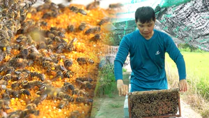 Độc lạ nghề nuôi ong 'chạy đồng' thu phấn bông lúa ở Cần Thơ