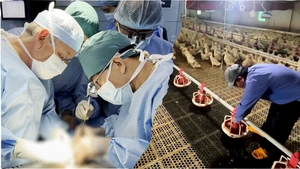 Góc nhìn trưa nay: Mẹ hiến gan cứu con trai mắc ung thư gan; Mô hình nuôi vịt trong nhà lạnh mang lại hiệu quả kinh tế cao