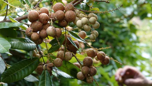 Độc lạ: Giống nhãn Long Phụng Châu, ăn được cả khi còn xanh