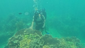 Nghỉ lễ 2-9: Vịnh Nha Trang thu hút khách du lịch với trải nghiệm lặn ngắm san hô, freediving