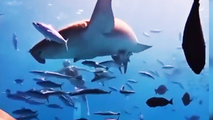 Video cô gái TP.HCM lặn biển cùng cá mập y tá ở Maldives