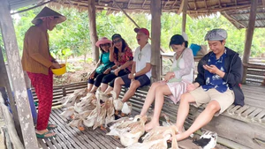 Cười thả ga khi ‘massage vịt’, cho cá bú bình tại khu du lịch ở miền Tây